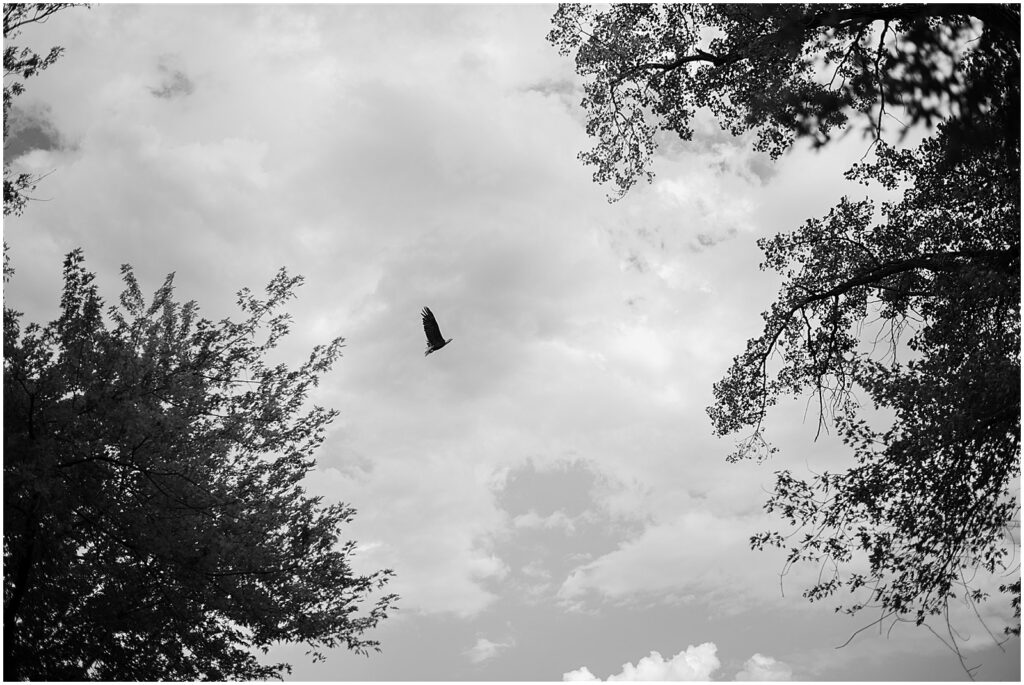 A large bird flies overhead.